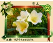 長(zhǎng)期供應(yīng)蒼蘭香味納米膠囊