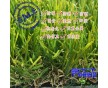 人造草坪仿真草坪塑料假草坪幼兒園人工草皮樓頂陽臺(tái)綠植地毯批發(fā)